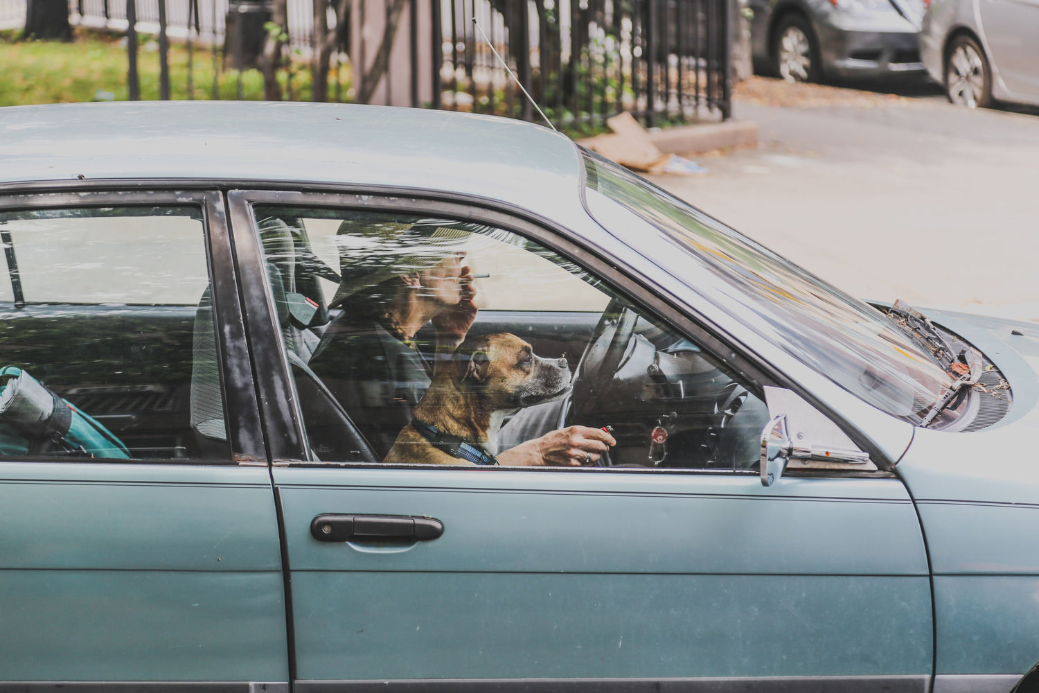 Reise mit deinem Hund
